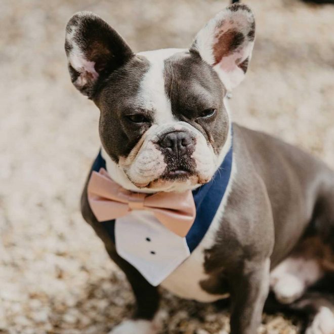 French Bulldog Wedding Dog Chaperone